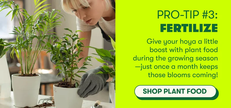 PRO-TIP #3: Fertilize Give your hoya a little boost with plant food during the growing season—just once a month keeps those blooms coming!  [SHOP PLANT FOOD]