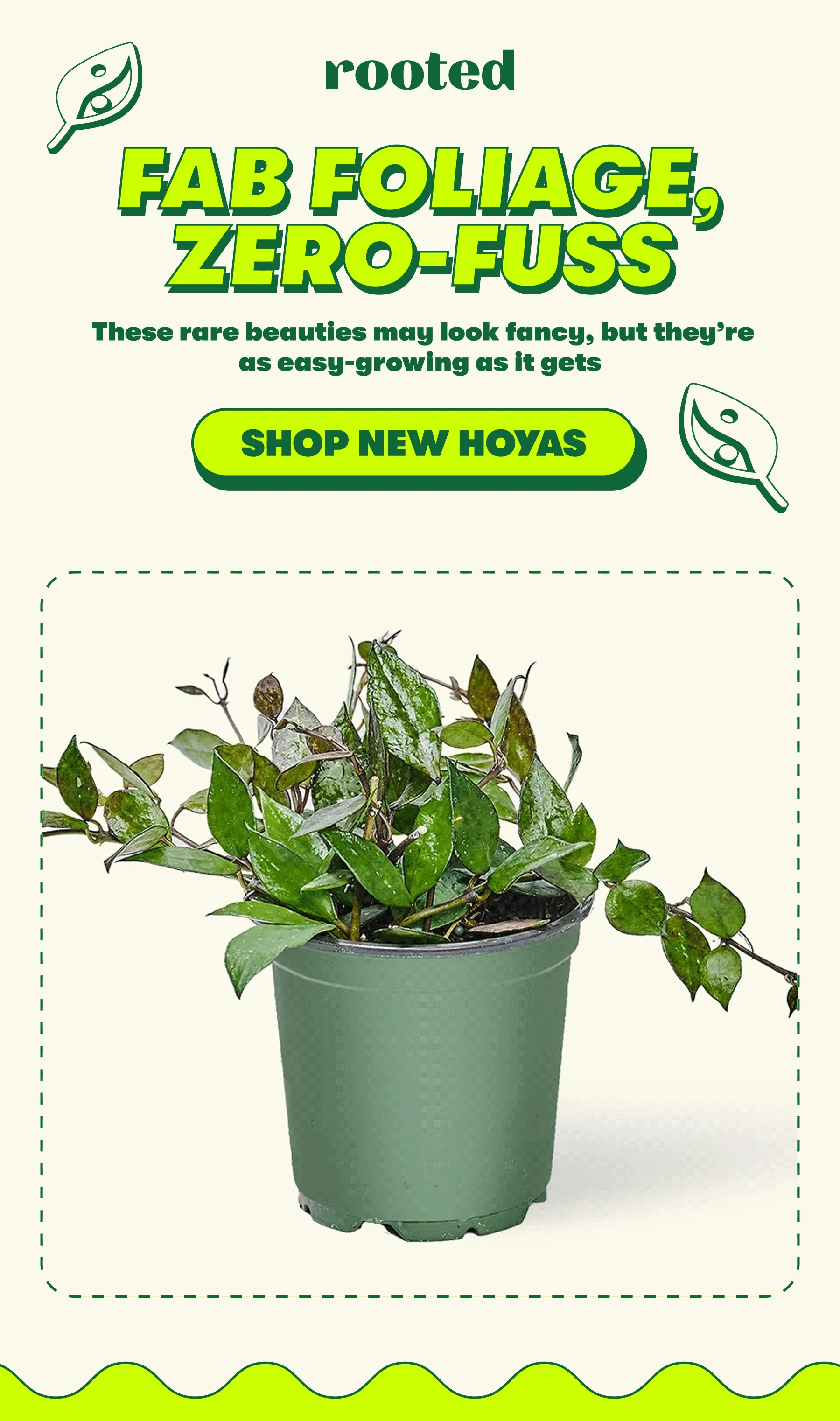 FAB FOLIAGE, ZERO-FUSS These rare beauties may look fancy, but they’re as easy-growing as it gets [SHOP NEW HOYAS]