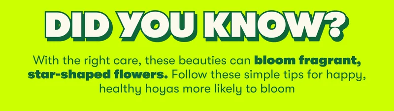 DID YOU KNOW?  With the right care, these beauties can bloom fragrant, star-shaped flowers. Follow these simple tips for happy, healthy hoyas more likely to bloom