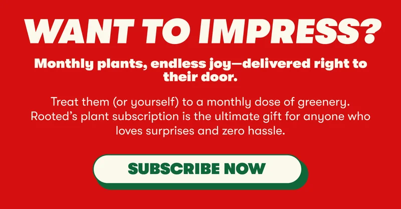 WANT TO IMPRESS?  Monthly plants, endless joy—delivered right to their door. Treat them (or yourself) to a monthly dose of greenery. Rooted’s plant subscription is the ultimate gift for anyone who loves surprises and zero hassle. [SUBSCRIBE NOW]