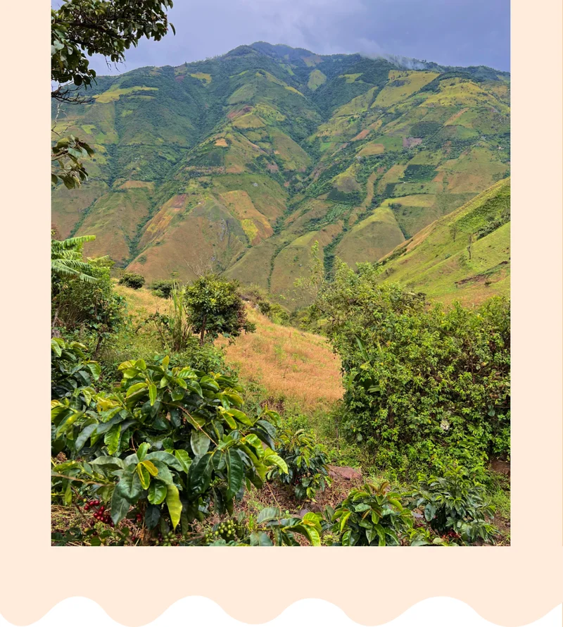 image of Maniwa Coffee