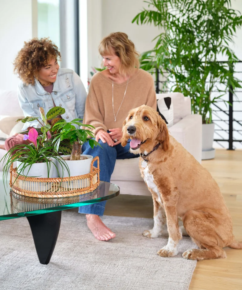 Image of Pet-Friendly Trio