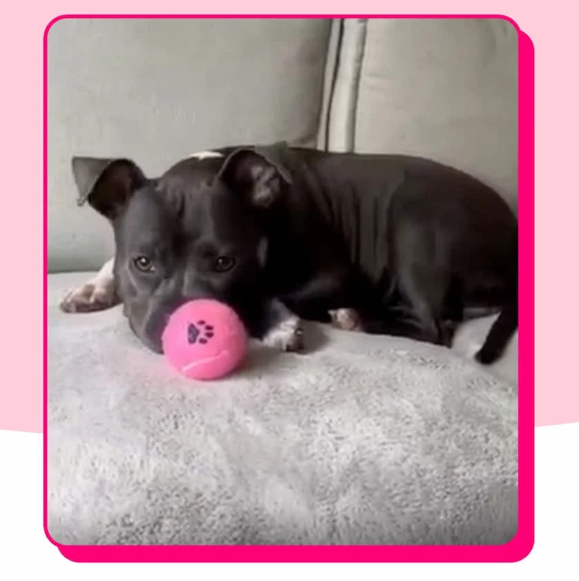 Photo of Diamond, a mixed breed rescue dog, resting on the couch with a pink tennis ball