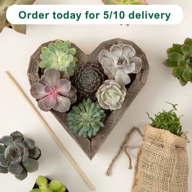 Redwood Succulent Heart Kit