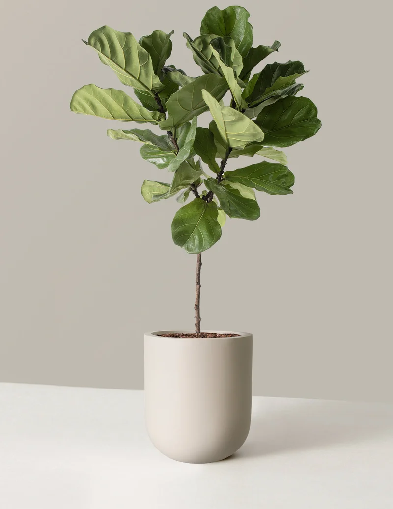 Image of Large Fiddle Leaf Fig Tree