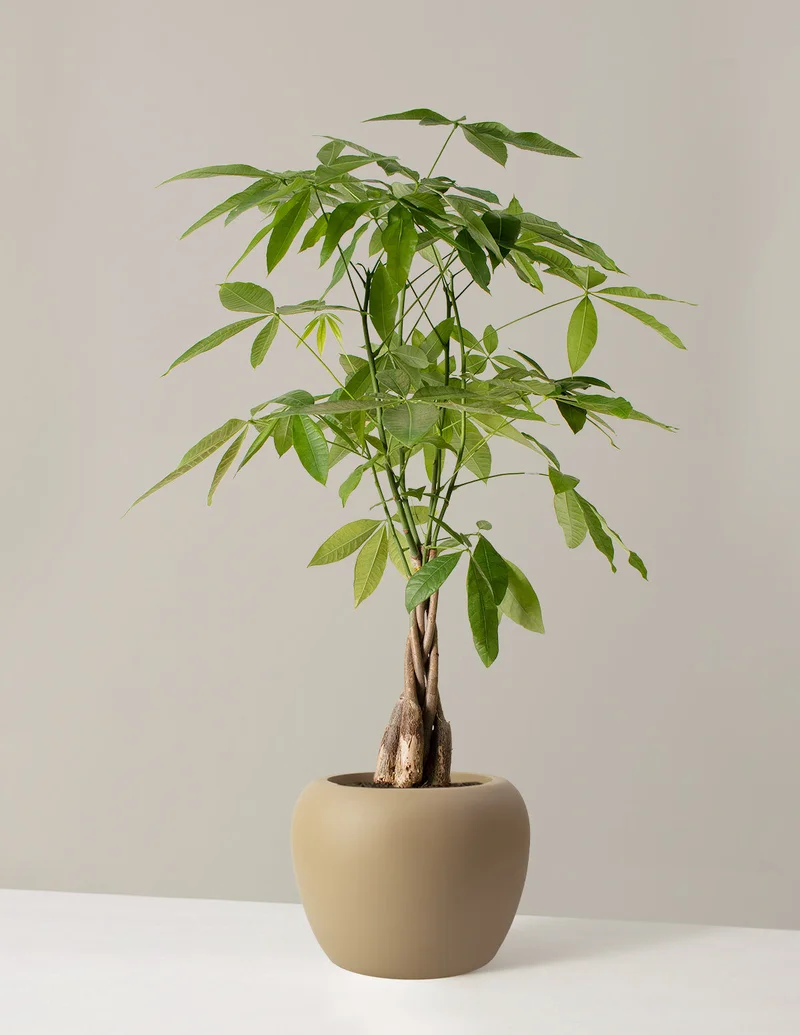 Image of Large Money Tree