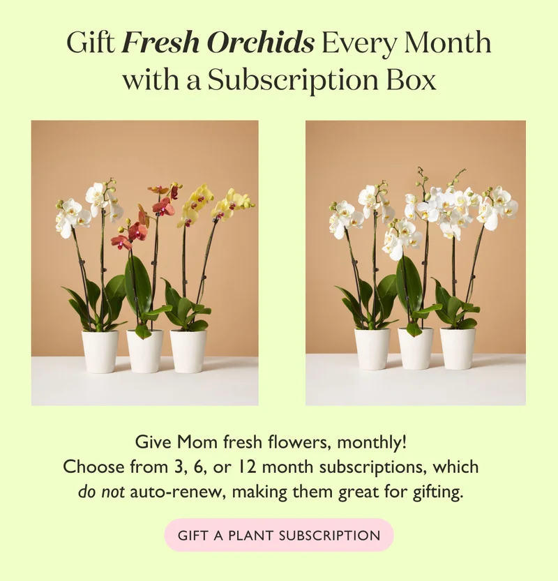 Give Mom fresh flowers, monthly! Choose from 3, 6, or 12 month subscriptions, which do not auto-renew, making them great for gifting.