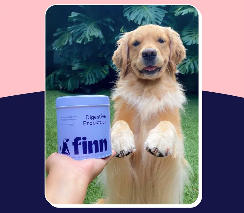 Image of golden retriever smiling behind Finn Digestive Probiotics tin