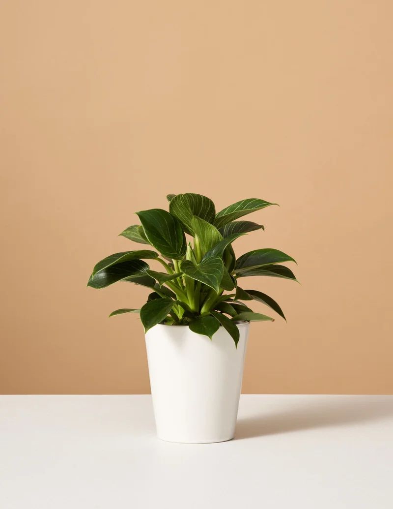 Image of Philodendron Birkin