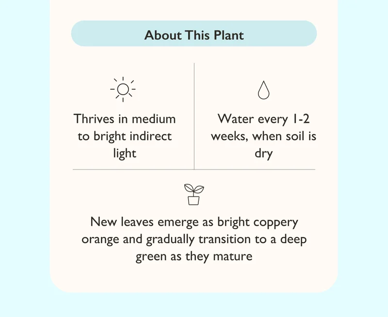 Thrives in medium to bright indirect light. Water every 1-2 weeks, when soil is dry.