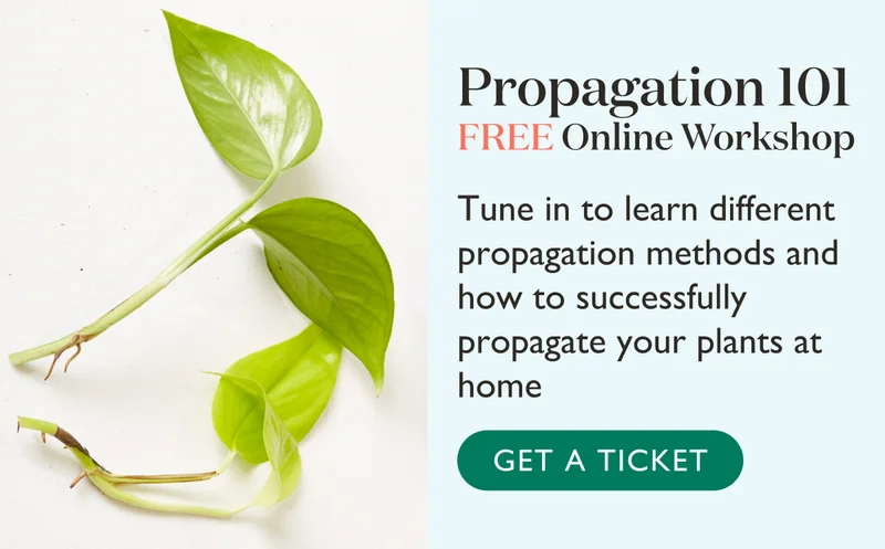 Propagation 101 Free Online Workshop: Tune in to learn different propagation methods and how to successfully propagate your plants at home. Grab a ticket!