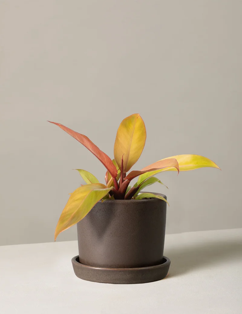 Image of Philodendron Prince of Orange