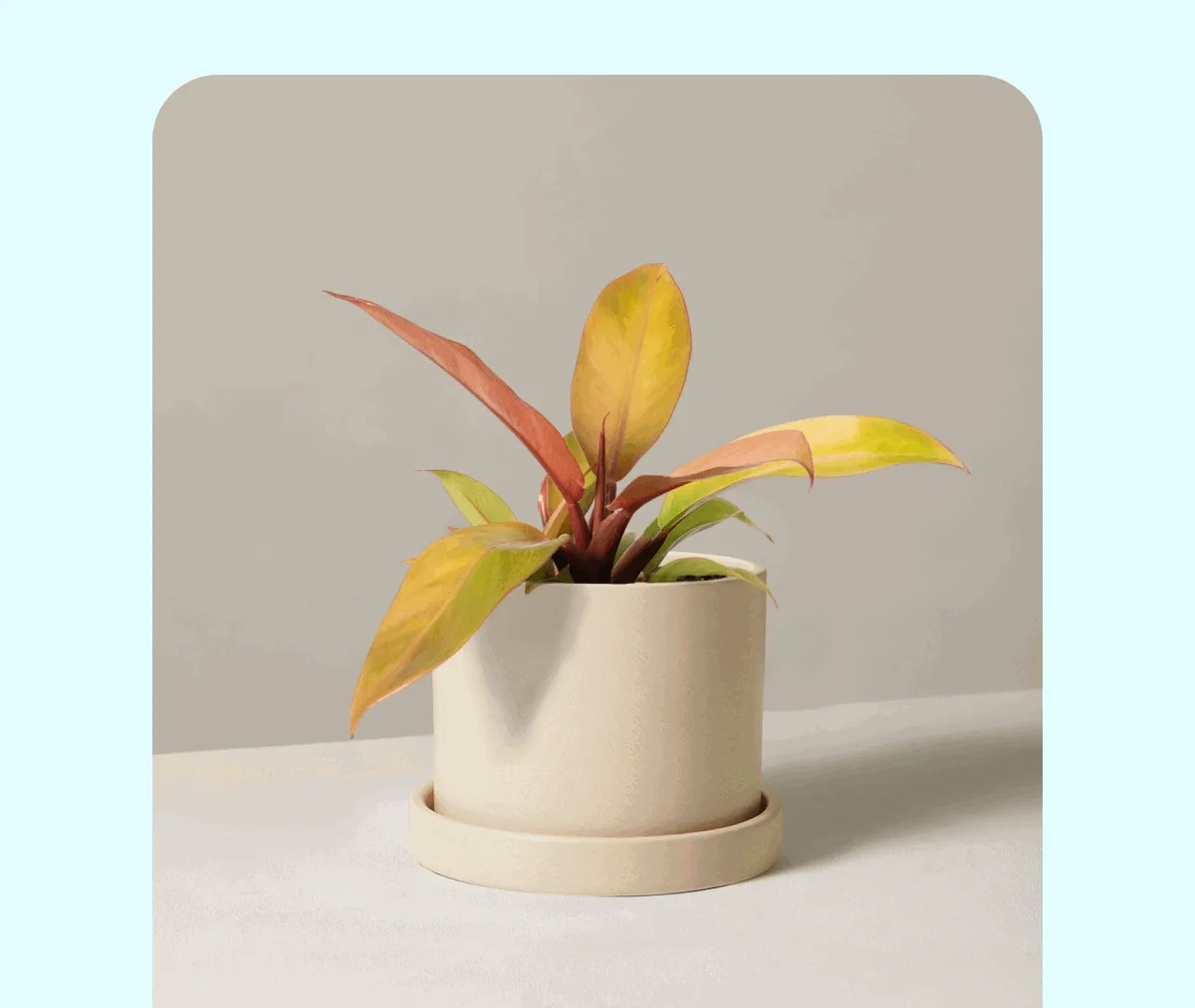 Philodendron Prince of Orange