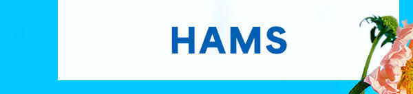 hams hams