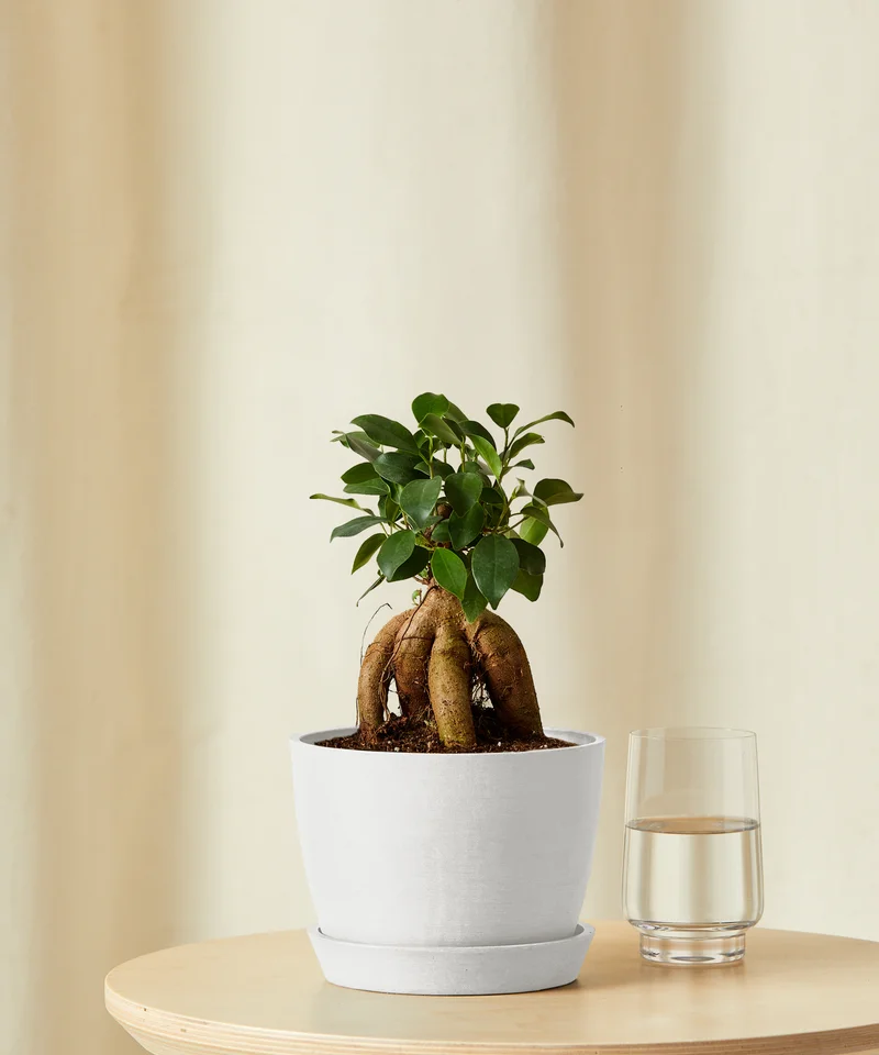 Image of Ficus Ginseng