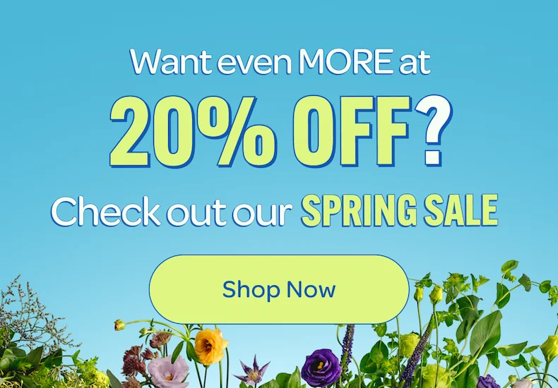 Shop Now