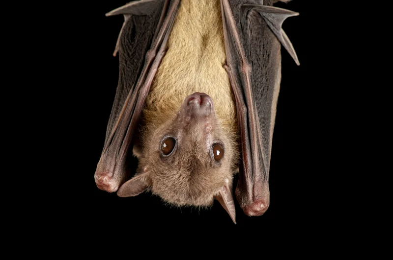 In the recent study, scientists took a closer look at the blood of Egyptian fruit bats (pictured, an animal at Henry Doorly Zoo in Omaha, Nebraska).
