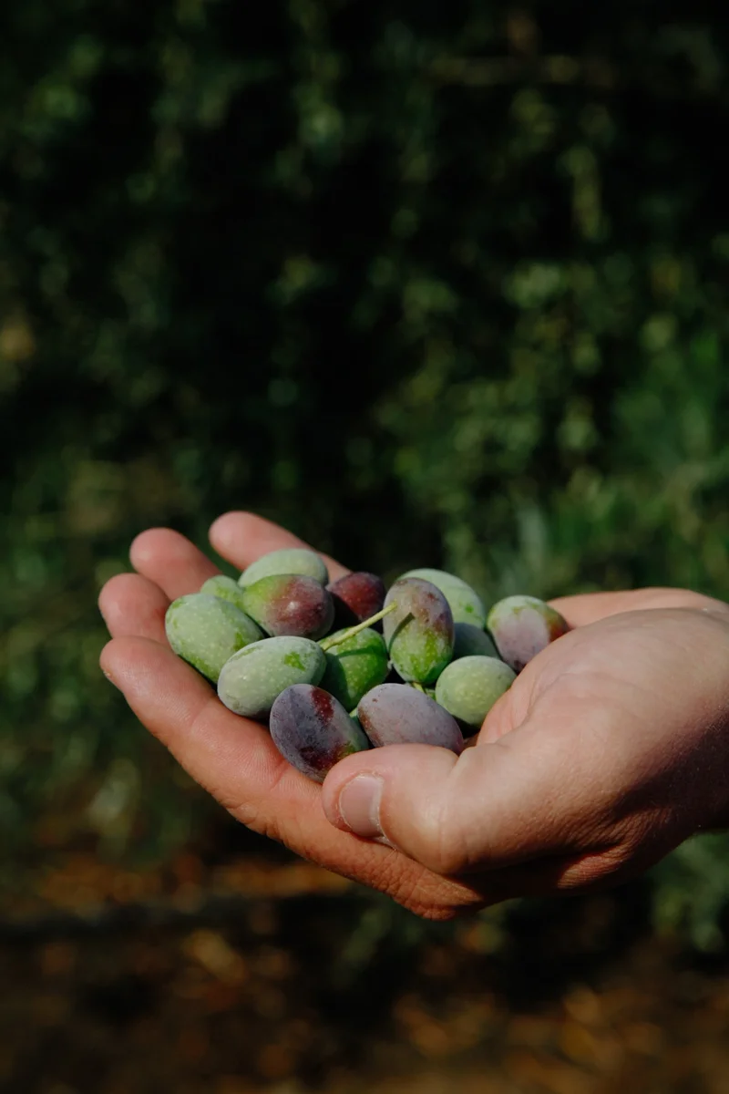 The juice from the olive fruit yields the healthiest cooking oil of all. Here farm manager Jim Etters holds Frantoio olives plucked from a grove in Seka Hills in Brooks, California.