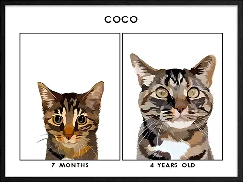 A two-photo pet portrait of the same cat at two different stages of it's life.
