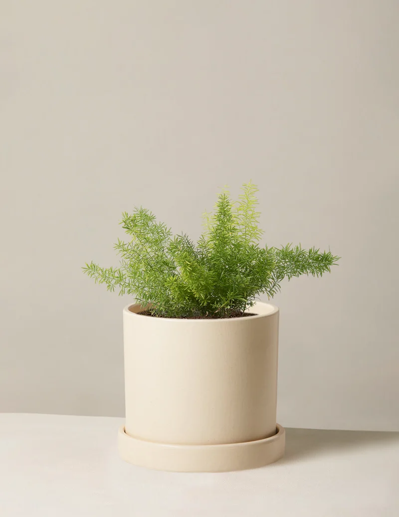 Image of Foxtail Fern