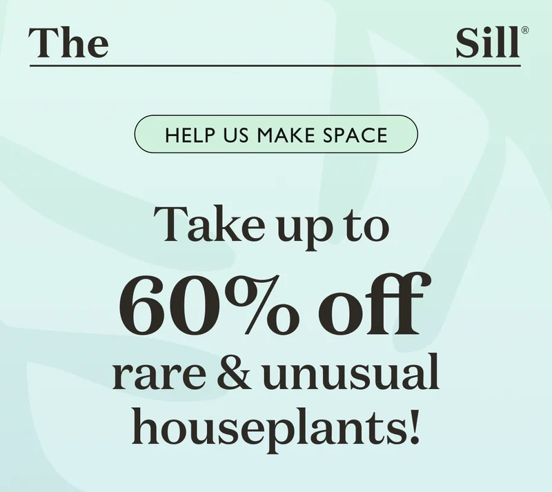 Help us make space - take up to 60% off rare and unusual houseplants!