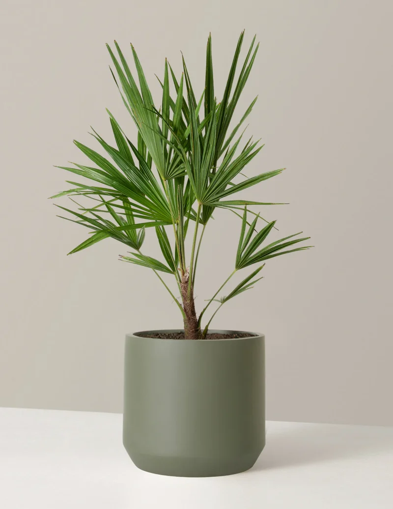 Image of Large Windmill Palm