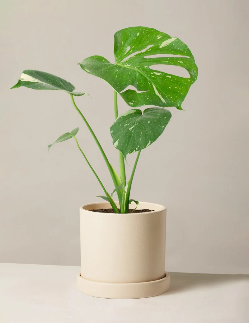 Image of Monstera ‘Thai Constellation’