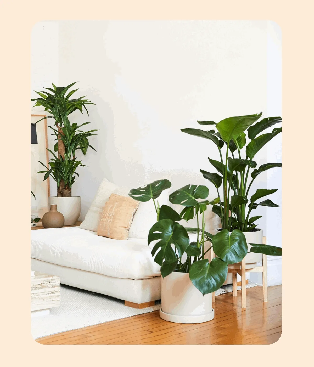 Shop Large Houseplants