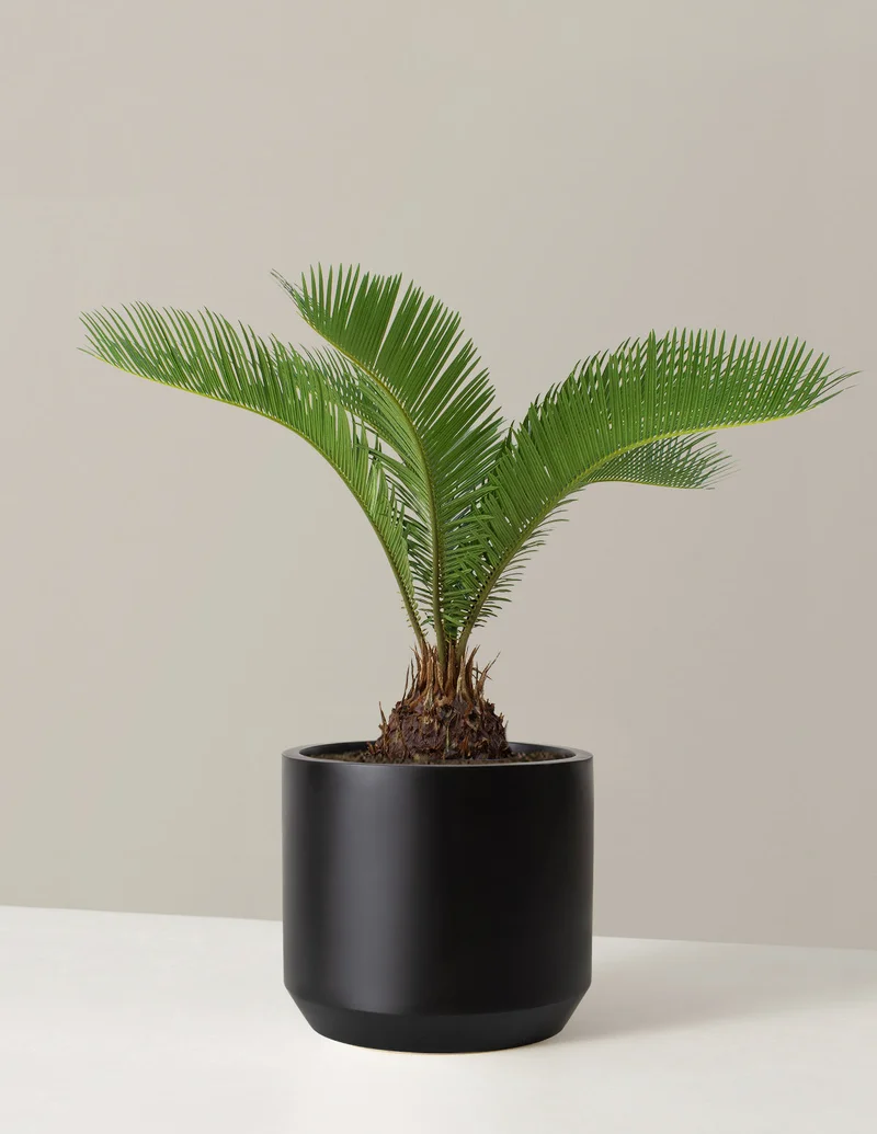 Image of Large Sago Palm