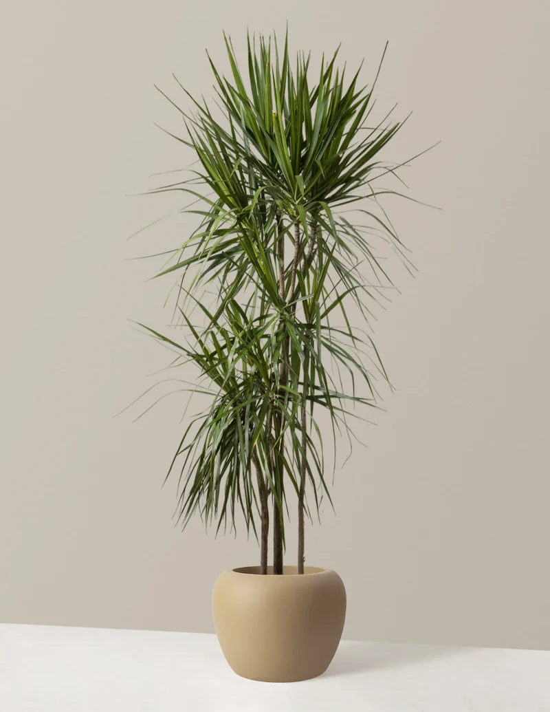 Image of Large Dracaena Marginata Tree