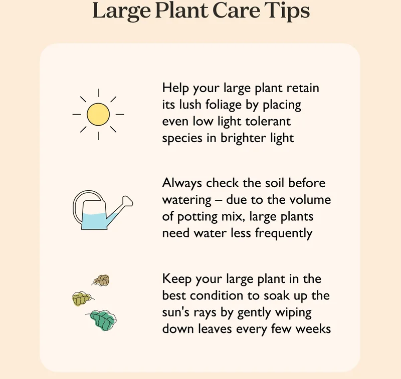 Large Plant Care Tips