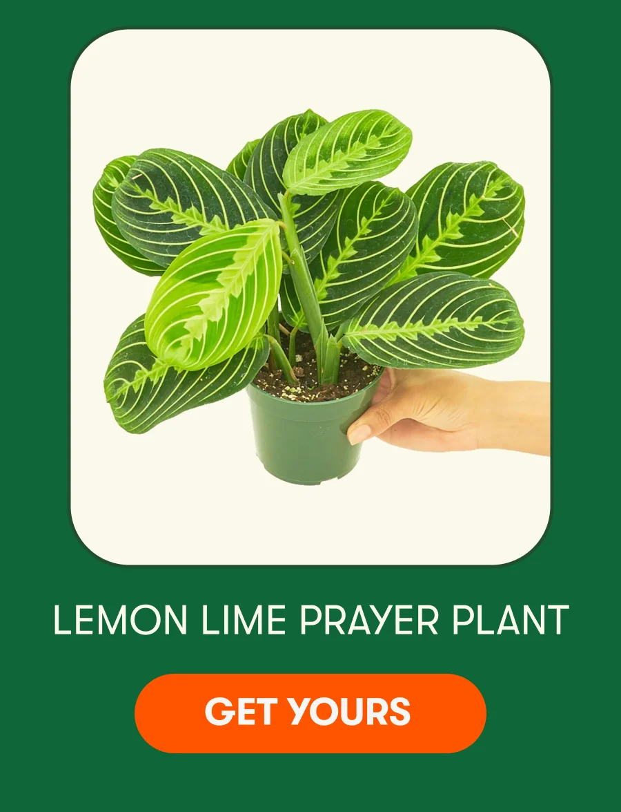 Lemon Lime Prayer Plant - Get Yours