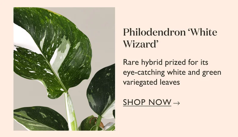 Philodendron White Wizard