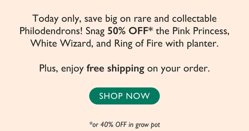 Today only, save big on rare and collectable Philodendrons! Snag 50% OFF the Pink Princess, White Wizard, and Ring of Fire. Plus, enjoy free shipping on your order. Shop now!