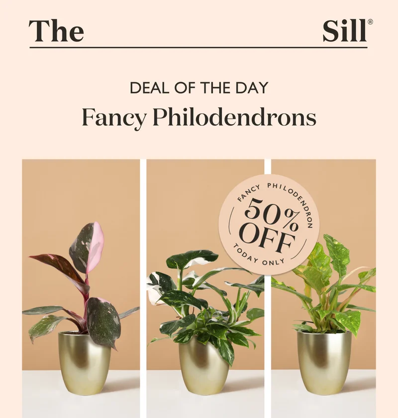 Deal of the Day - Fancy Philodendrons up to 50% OFF today only!