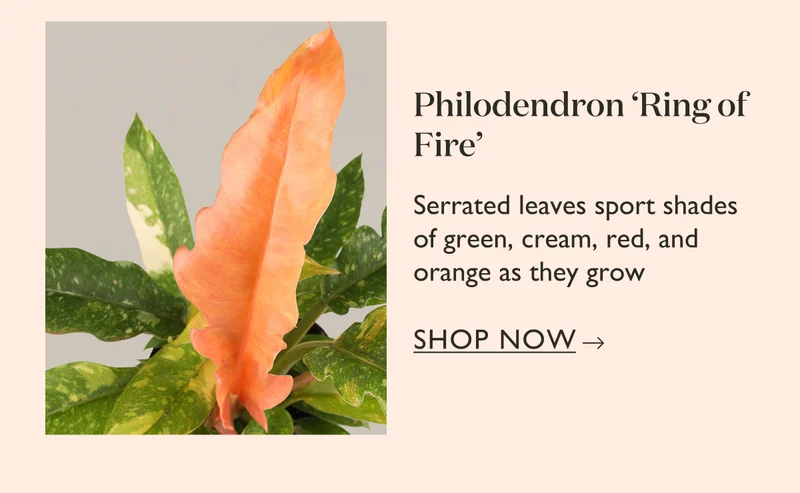 Philodendron Ring of Fire