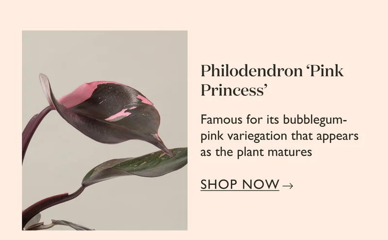 Philodendron Pink Princess