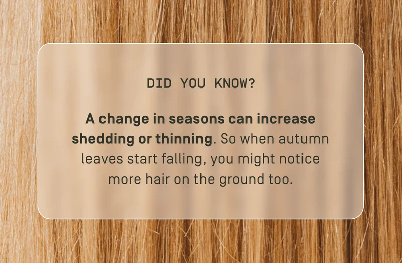 Did you know? A change in seasons can increase shedding or thinning. So when autumn leaves start faliing, you might notice more hair on the ground too.