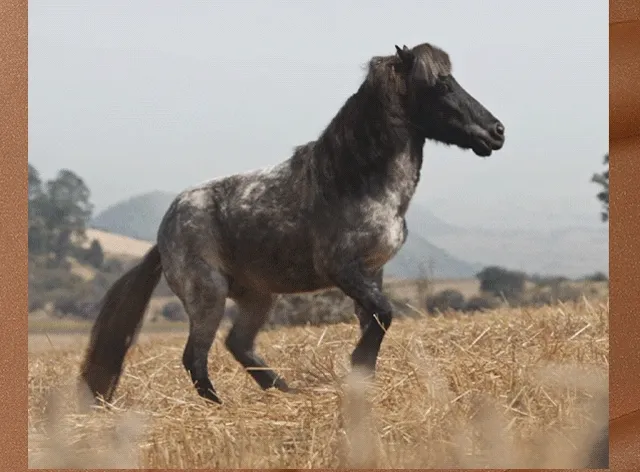 Watch the pony show (aka our new ad) Watch the pony show (aka our new ad)