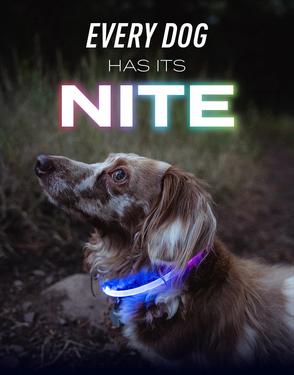 Every dog has its nite