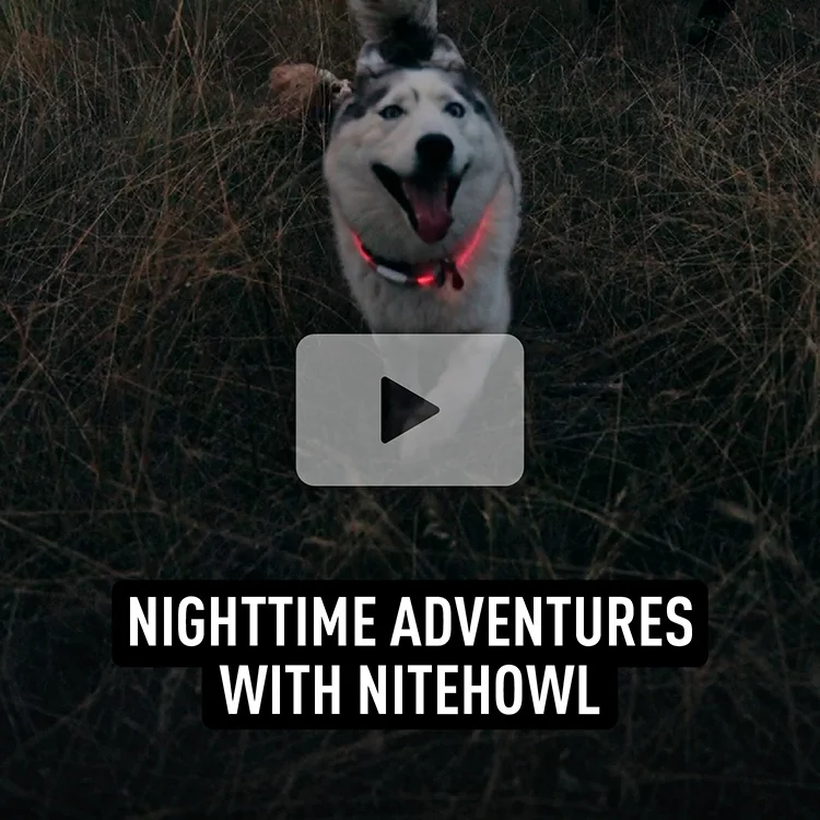 Nighttime adventures with NiteHowl video