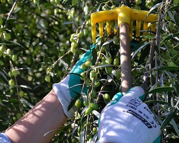 Image of olive oil being raked from a tree in Lebanon farm. Sourced from "Lebanon Traveler"