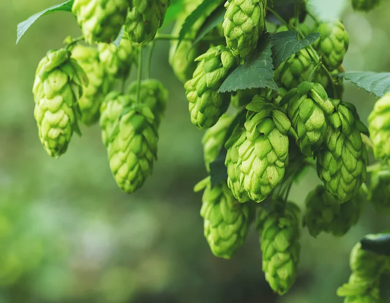 Fresh hops flowers hanging in a cluster