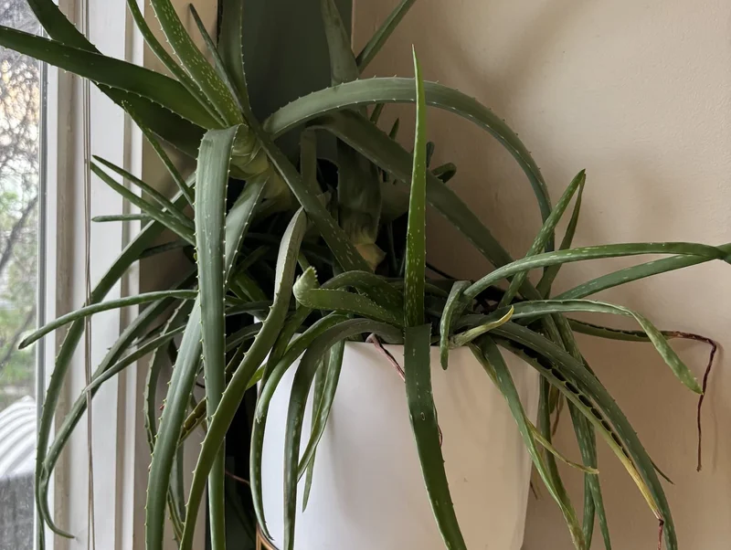 A large aloe plant in a white pot.