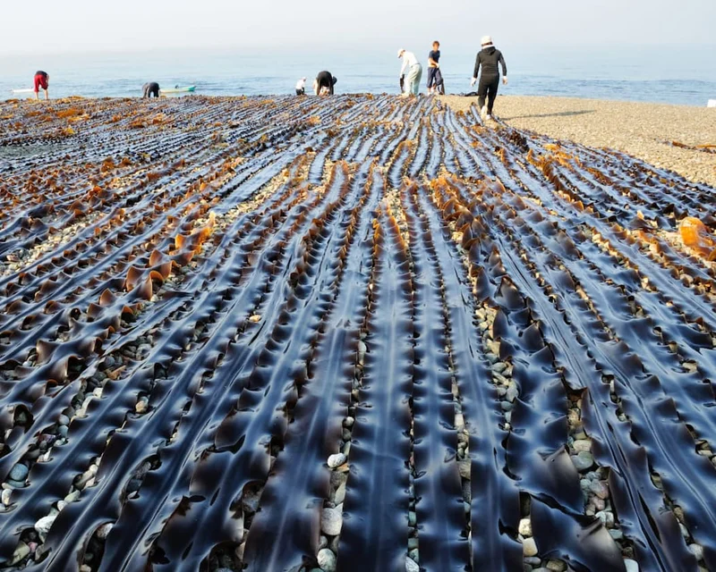 Kombu harvest via Umami Info Center