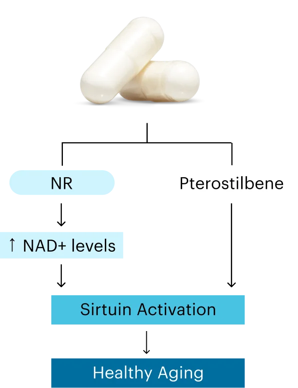 NR | NAD+ levels | Pterostilbene | Sirtuin Activation | Healthy Aging