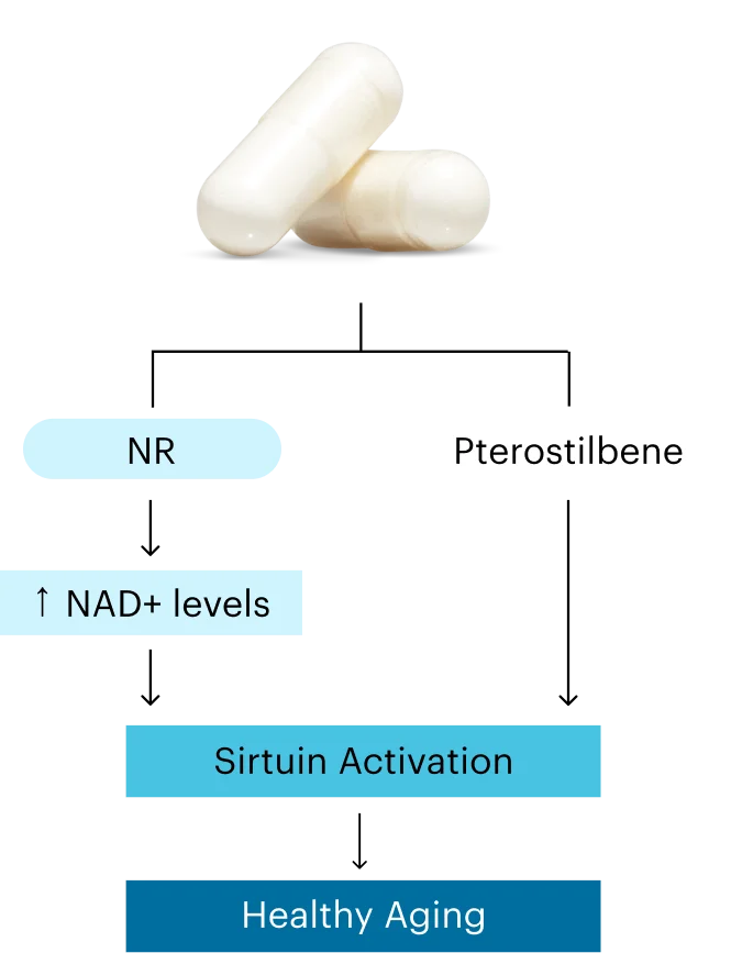 NR | NAD+ levels | Pterostilbene | Sirtuin Activation | Healthy Aging