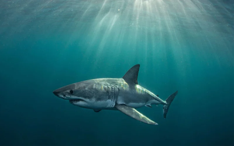 Great white shark underwater.