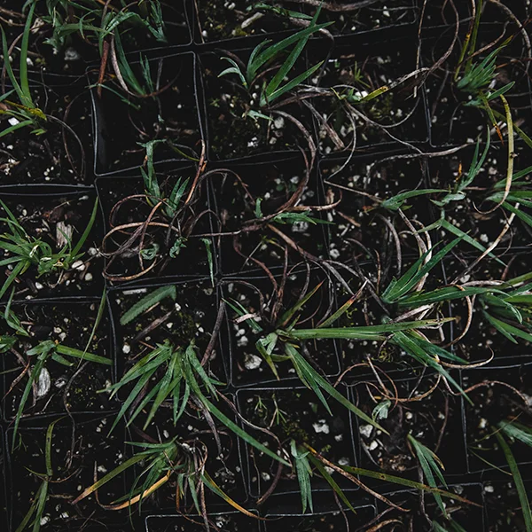 Land Restoration