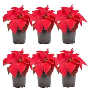 Up to 50% Off Select Plants